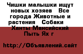   Чишки-малышки ищут новых хозяев - Все города Животные и растения » Собаки   . Ханты-Мансийский,Пыть-Ях г.